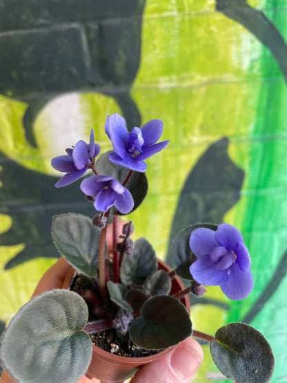 2.5" Saintpaulia | African Violet