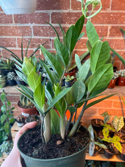 6" ZZ Plant | Zamioculcas Zamiifolia