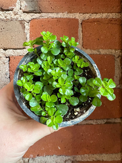 3.5" Pilea Depressa