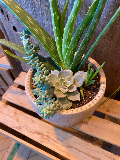 Grab n Go Planter 5” Beige