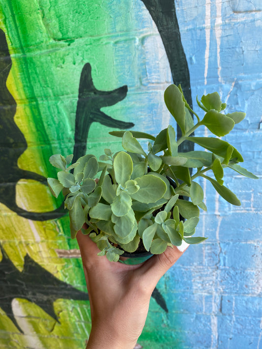 4" Autumn Stonecrop | Sedum Herbstfreude