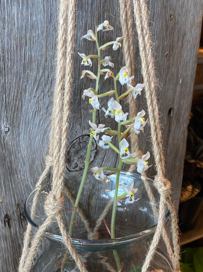 Hanging Ludisia Discolor Terrarium