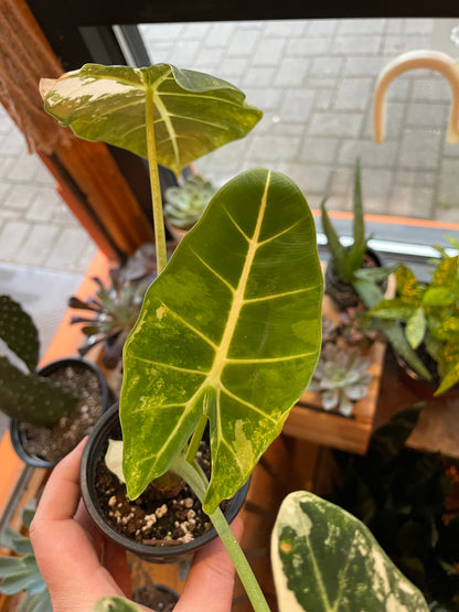 3.5" Alocasia Frydek Variegata (Big)