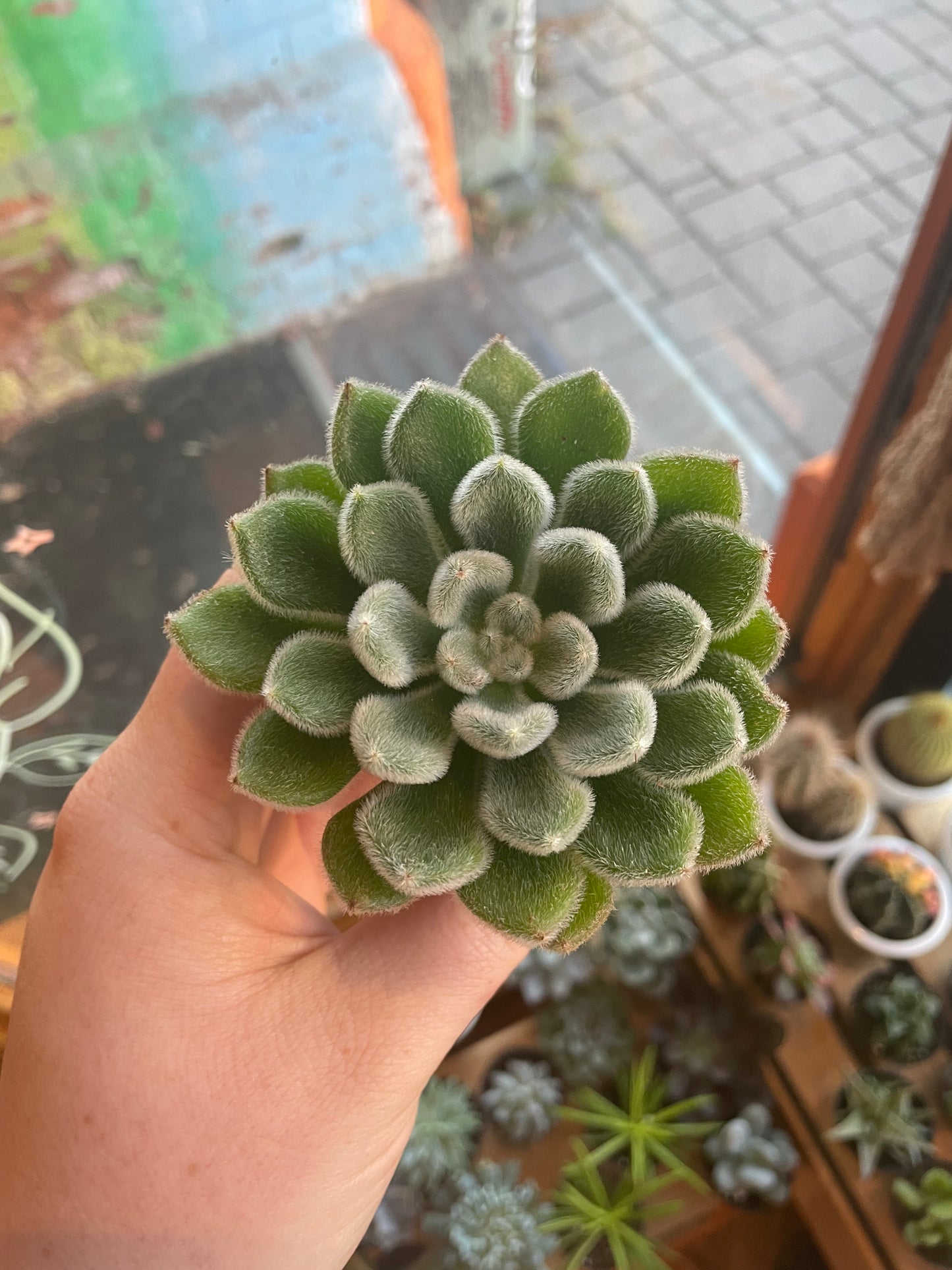 2.5" Echeveria Doris Taylor