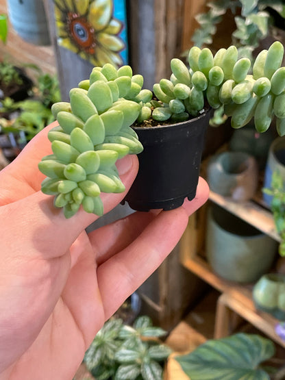 2.5” Sedum Morganium Burrito