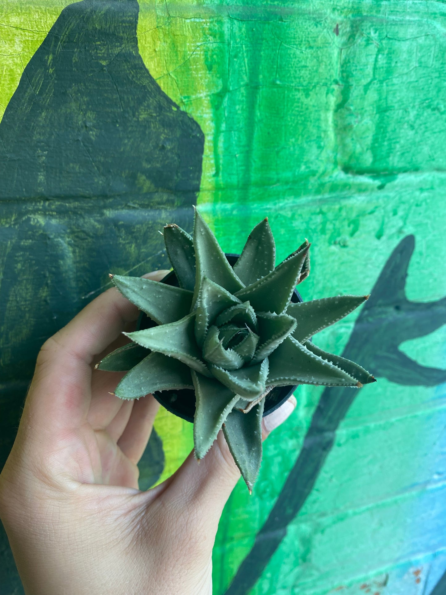 2.5" Haworthia Savannah