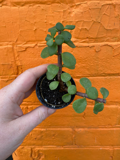 2.5" Portulacaria afra | Elephant Bush