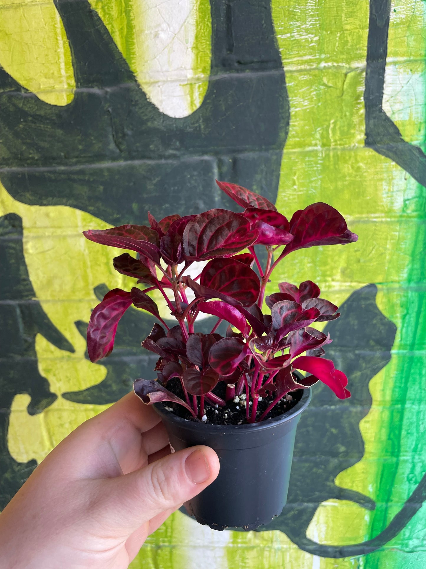 3.5" Bloodleaf Plant | Iresine Red