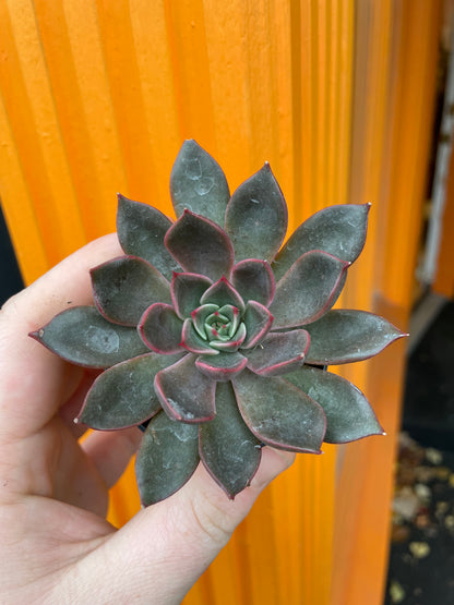 2.5" Echeveria Agavoides