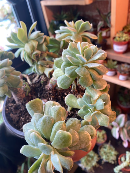6" Echeveria Runyonii Variegated
