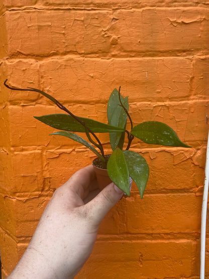 2.5" Hoya Pubicalyx