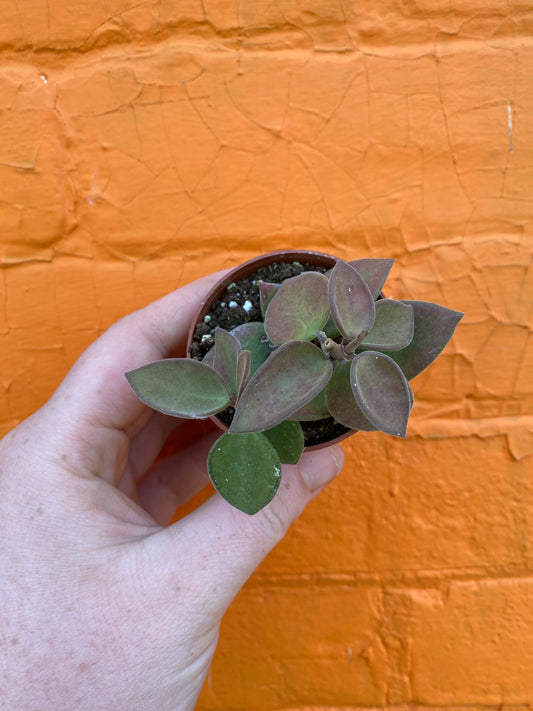 2.5" Hoya nummularioides