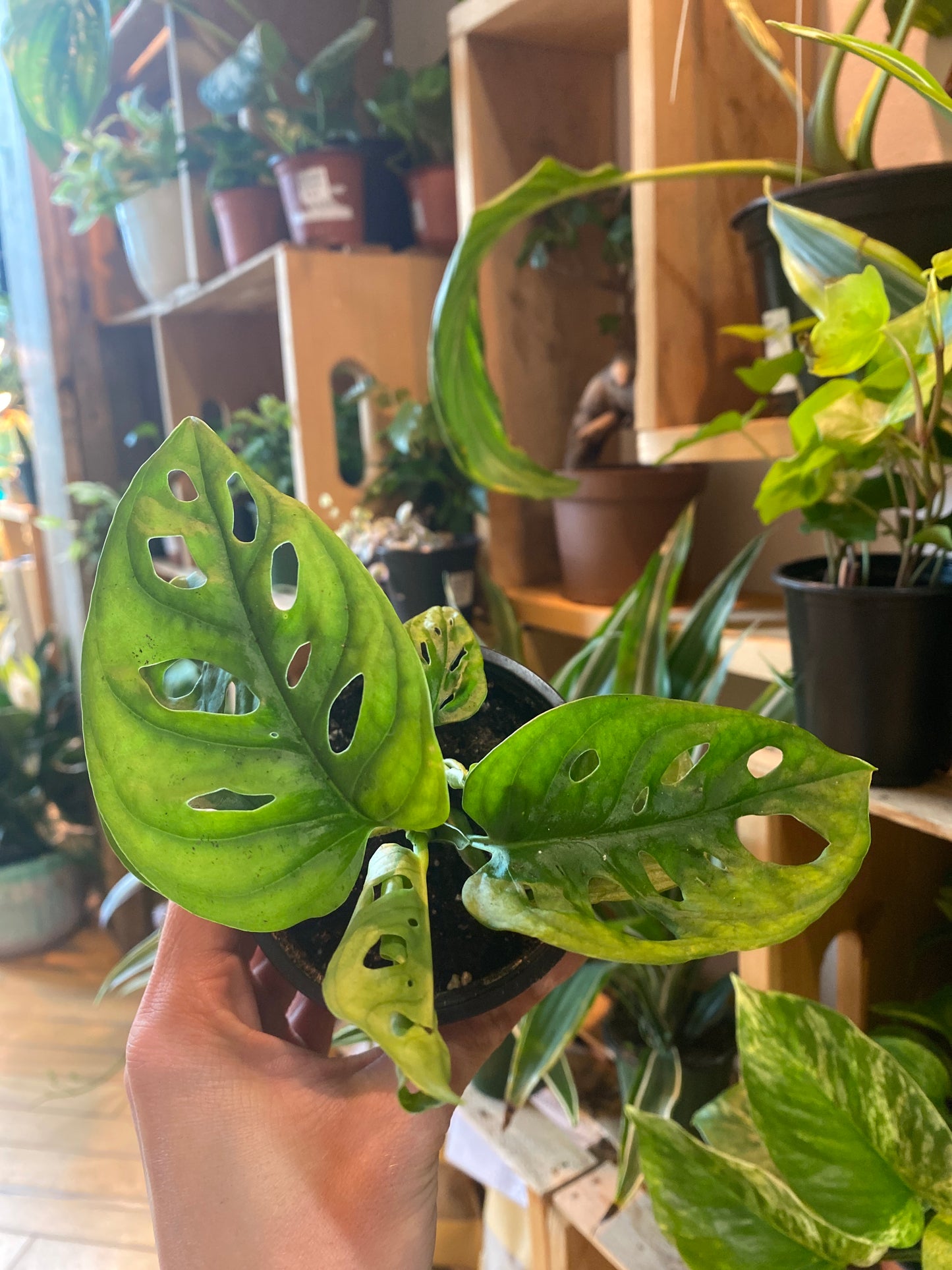 3.5” Monstera Adansonii