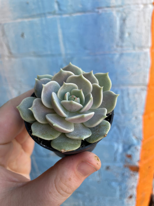 2.5" Echeveria Lola