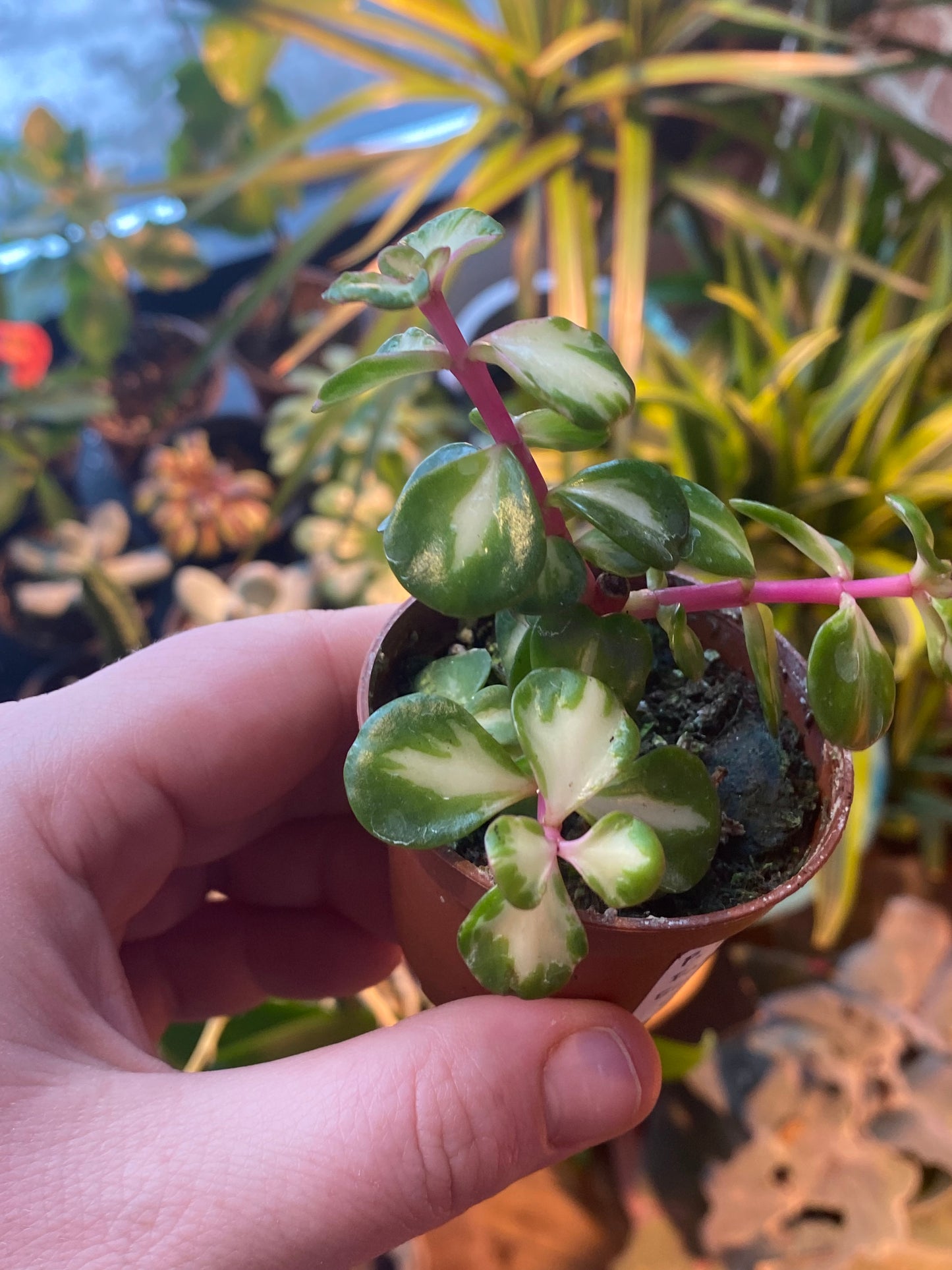2.5" Inner Variegated Portulacaria afra | Elephant Bush