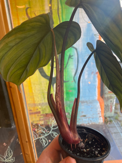 4" Philodendron Columbia