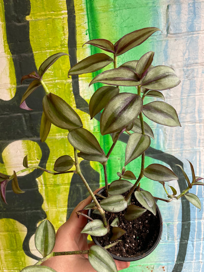 4" Tradescantia Zebrina Superba