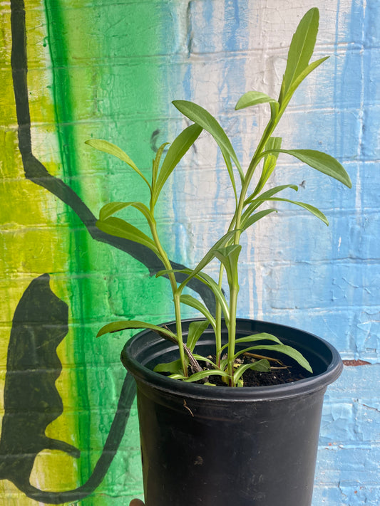 6.5" Sneezeweed | Helenium autumnale