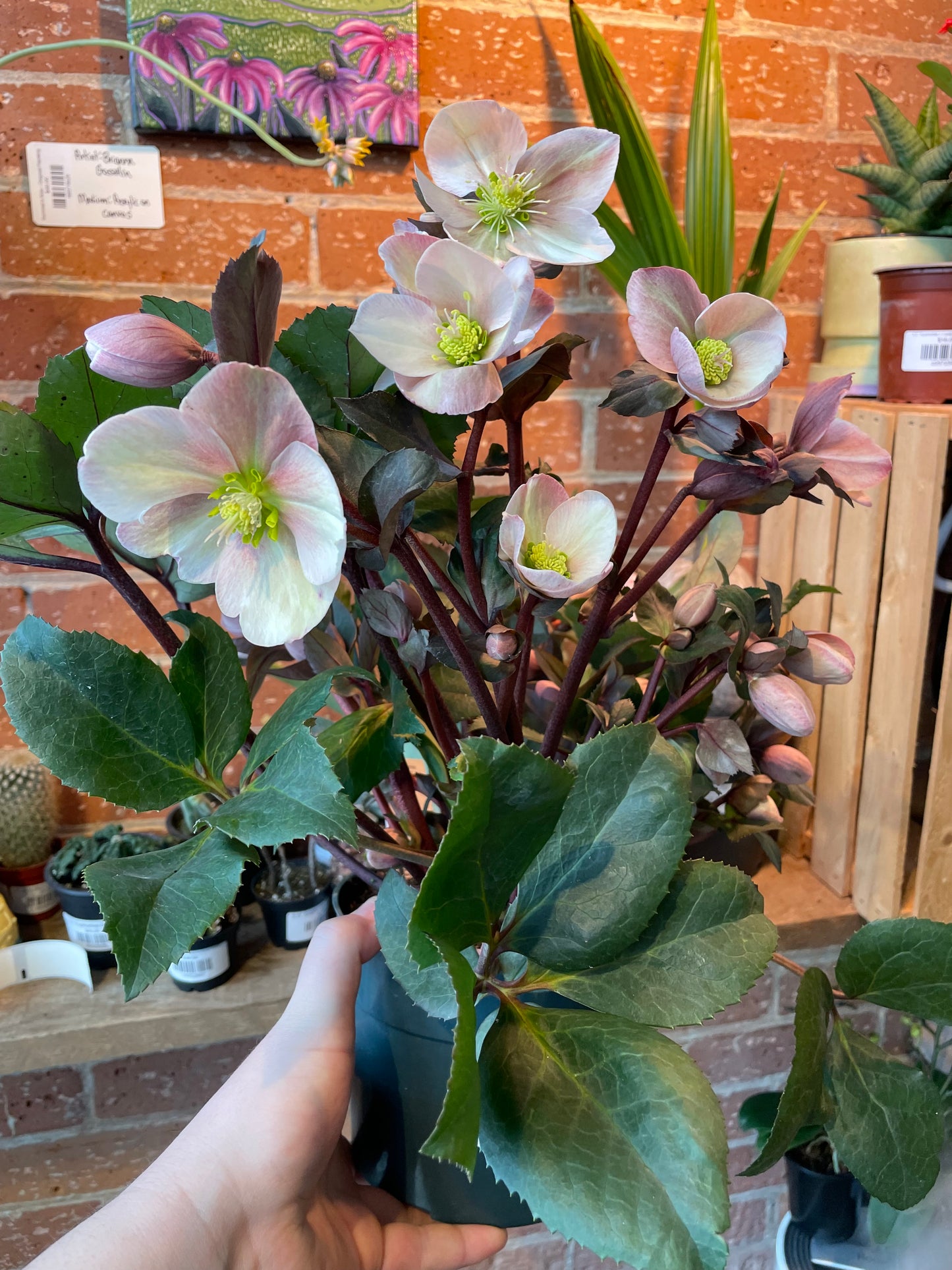 6" Helleborus Ivory Prince