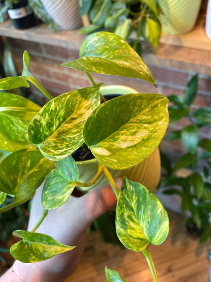 4" Hawaiian Pothos