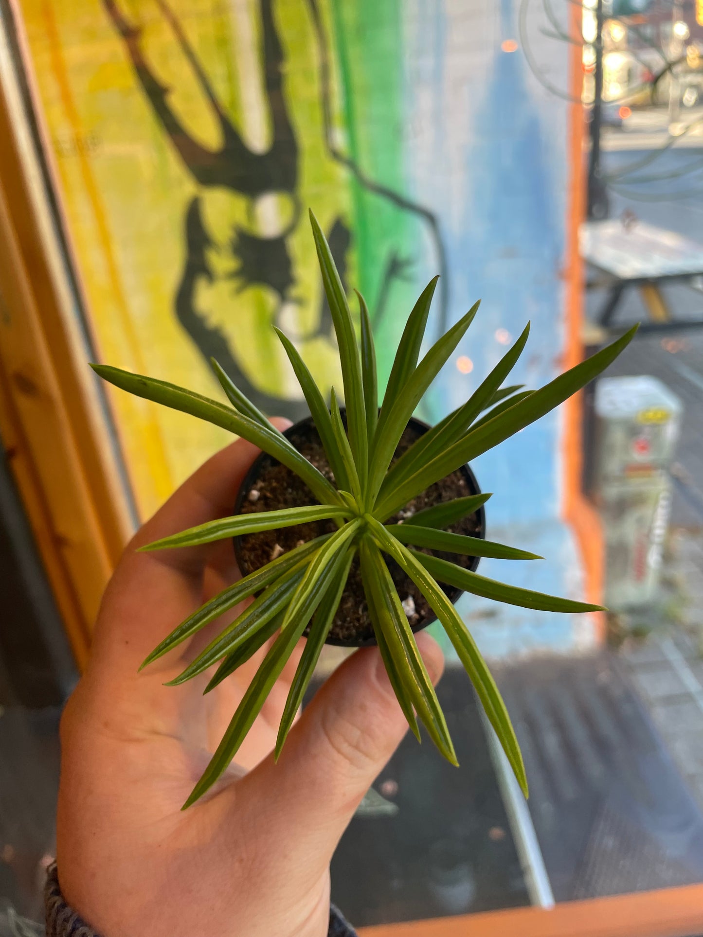 2.5" Peperomia Ferreyae