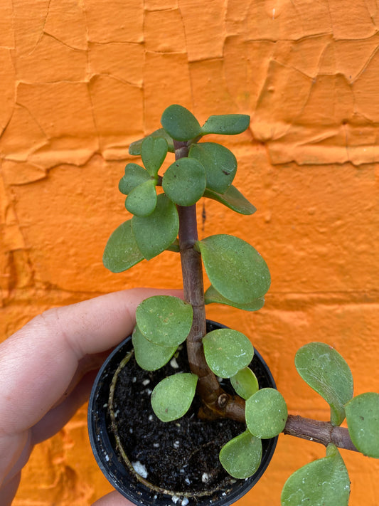 2.5" Portulacaria afra | Elephant Bush