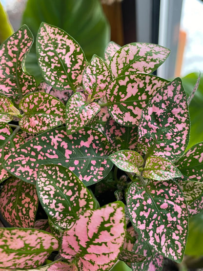 3.5" Polka Dot Plant | Pink