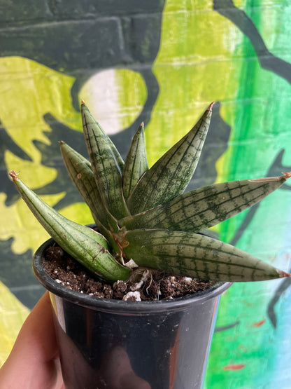 4" Sansevieria Yaya