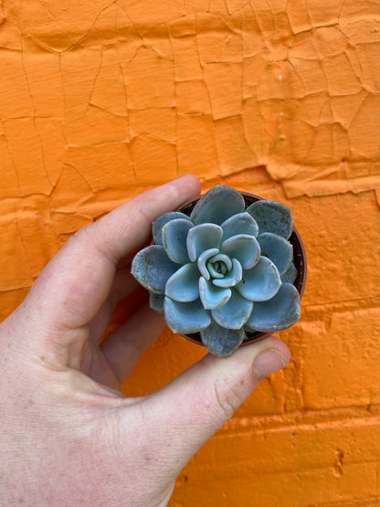 2.5” Pachyveria Orpet