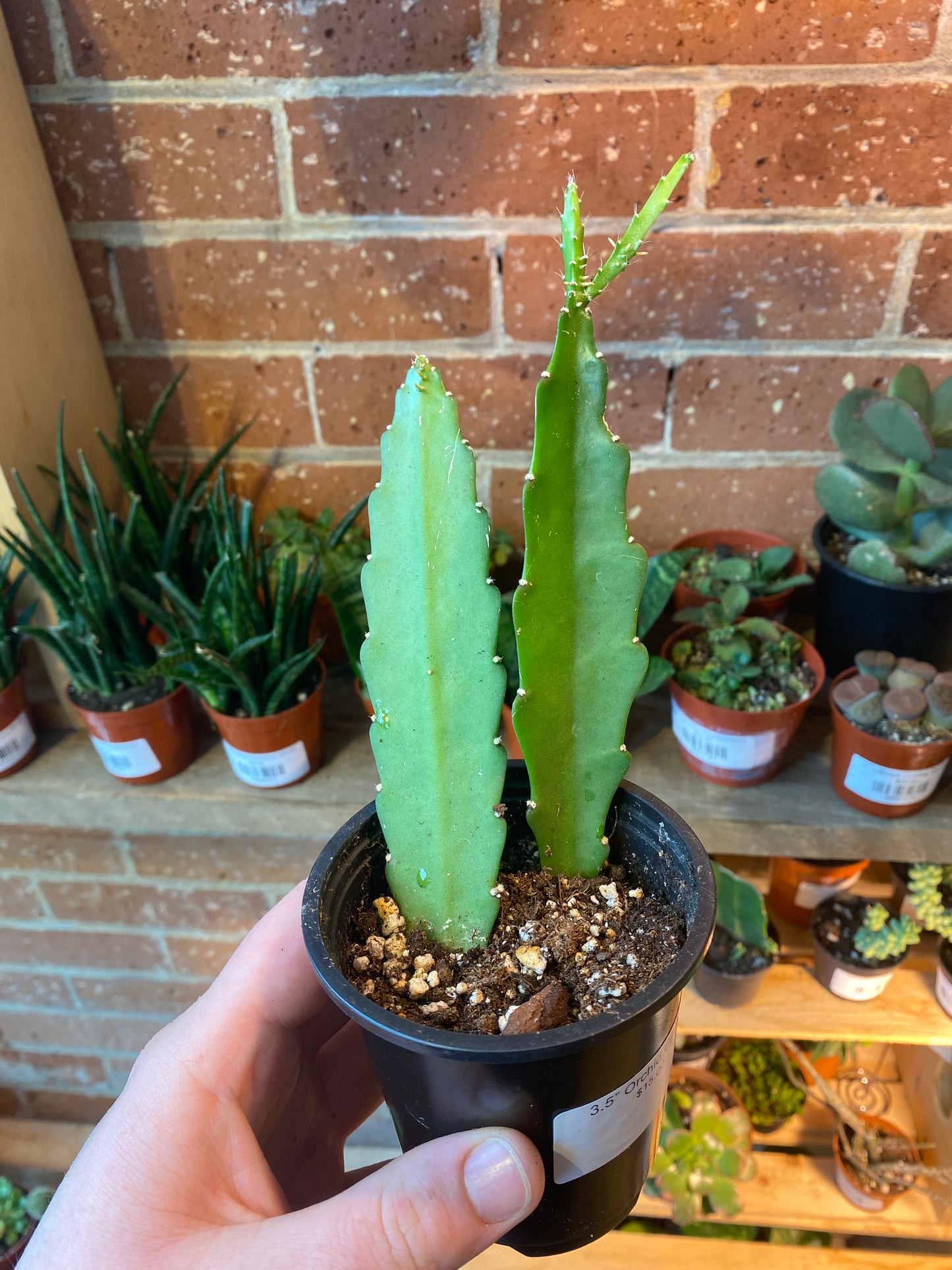 3.5” Orchid Cactus