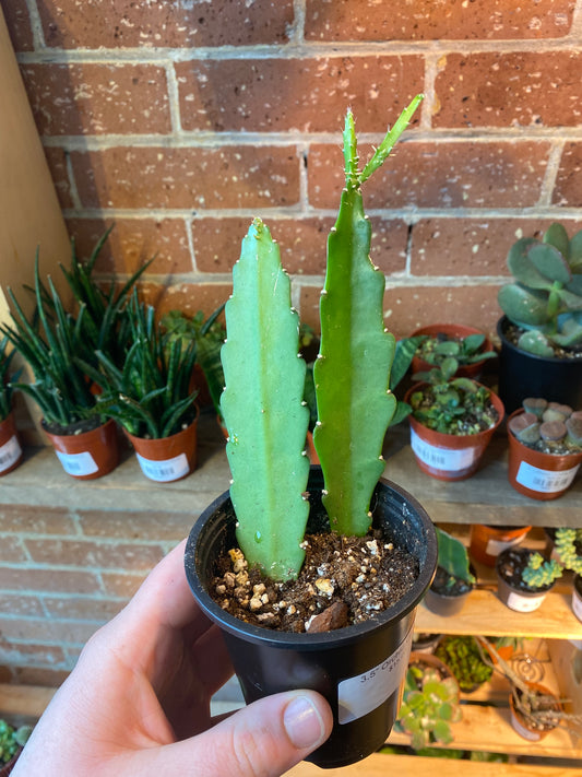 3.5” Orchid Cactus