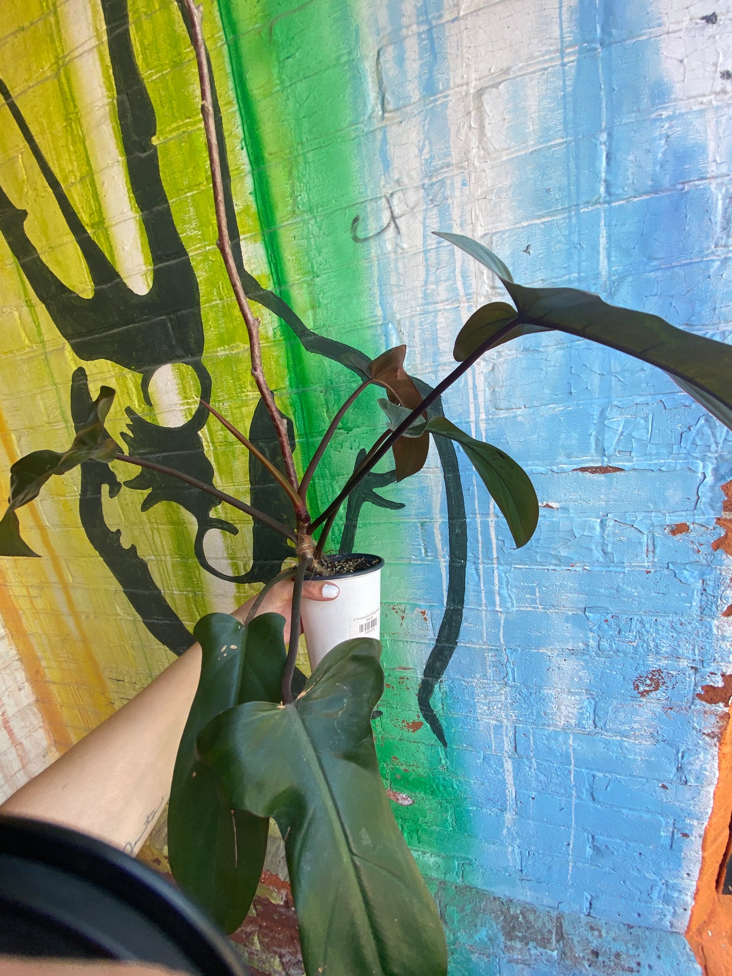 4" Philodendron Florida Bronze