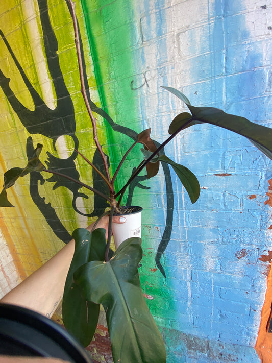 4" Philodendron Florida Bronze