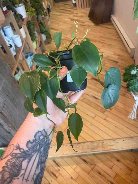 4" Philodendron Cordatum