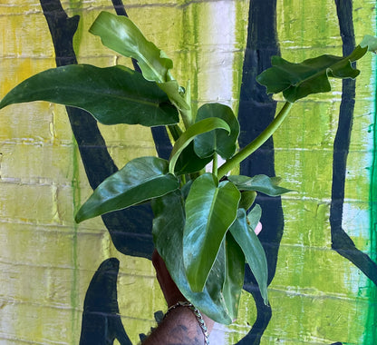 4" Philodendron Bob Cee