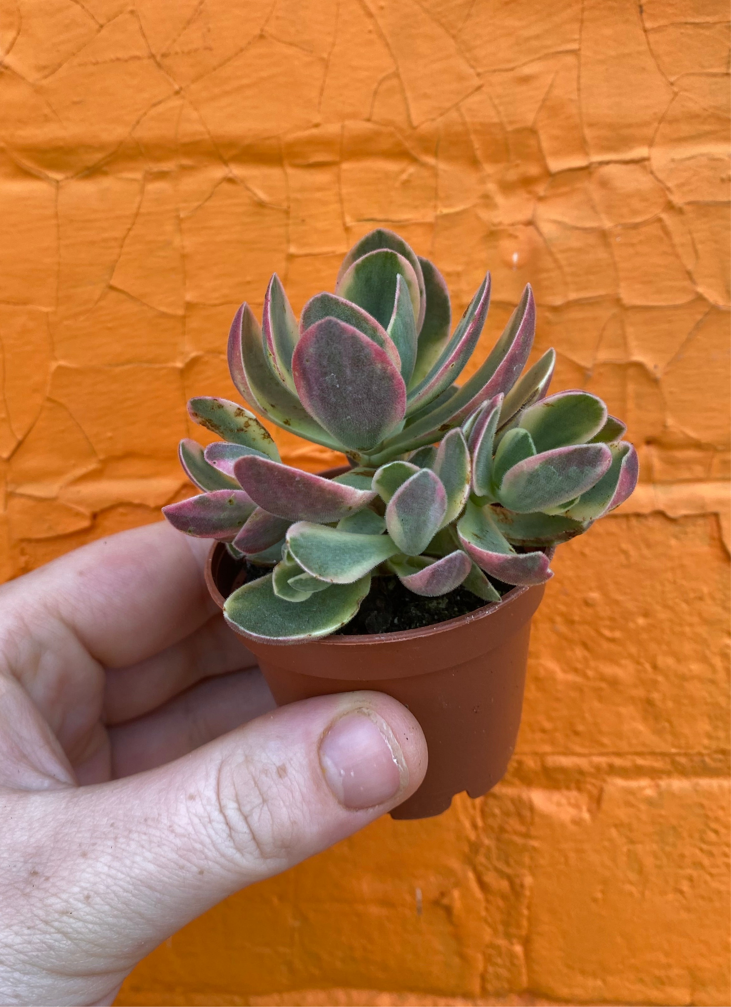 2.5" Crassula Swaziensis Variegata
