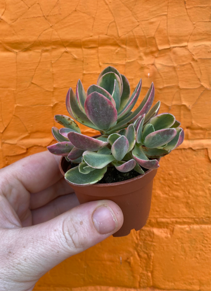 2.5" Crassula Swaziensis Variegata