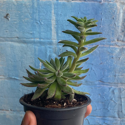 3.5" Echeveria Harmsii