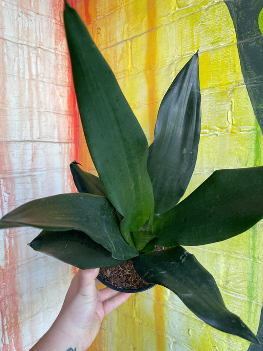 6" Sansevieria Black Dragon