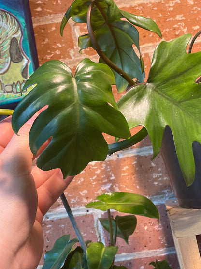 6" Philodendron Tahiti