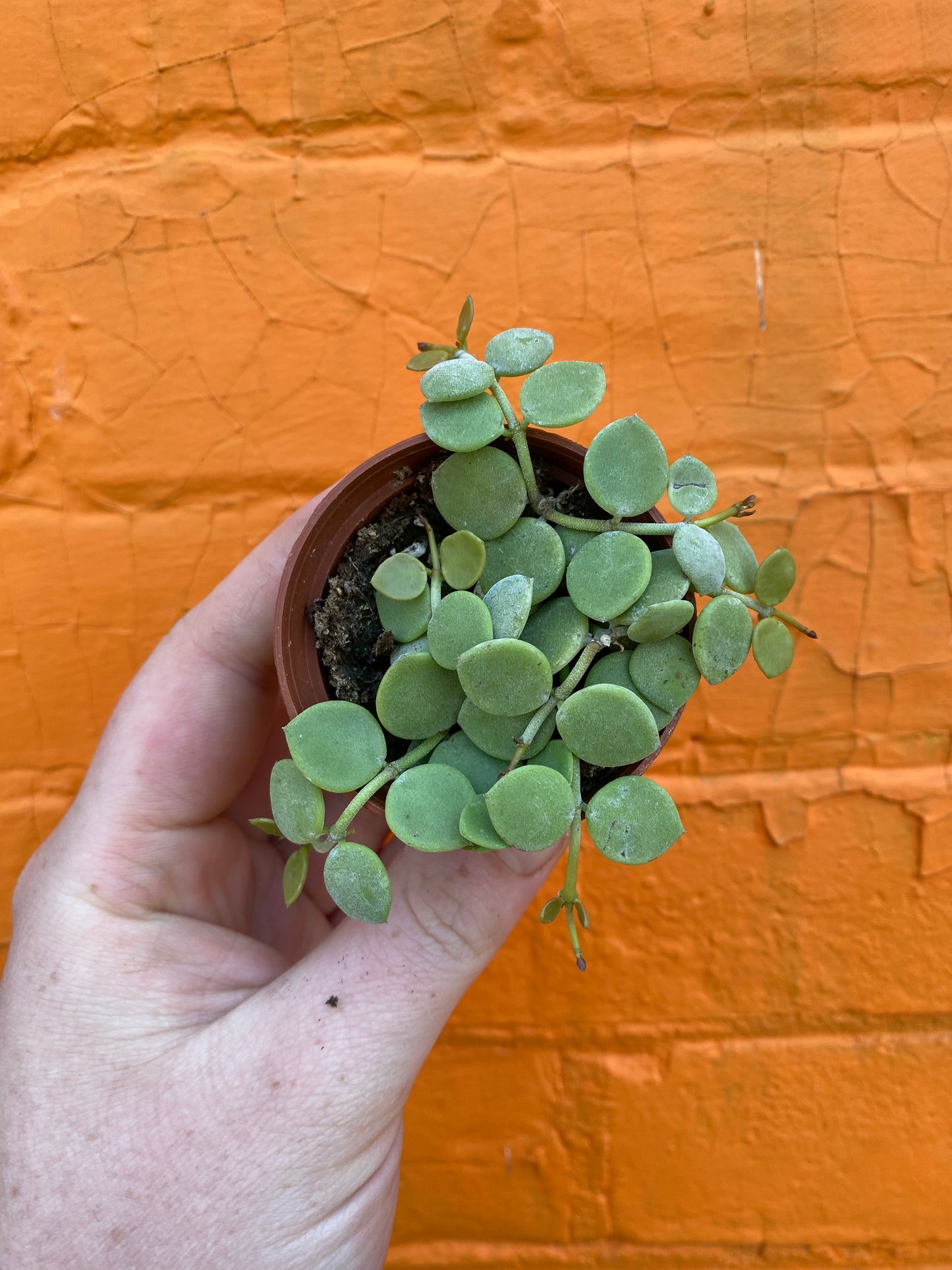 2.5" Dischidia nummilaria