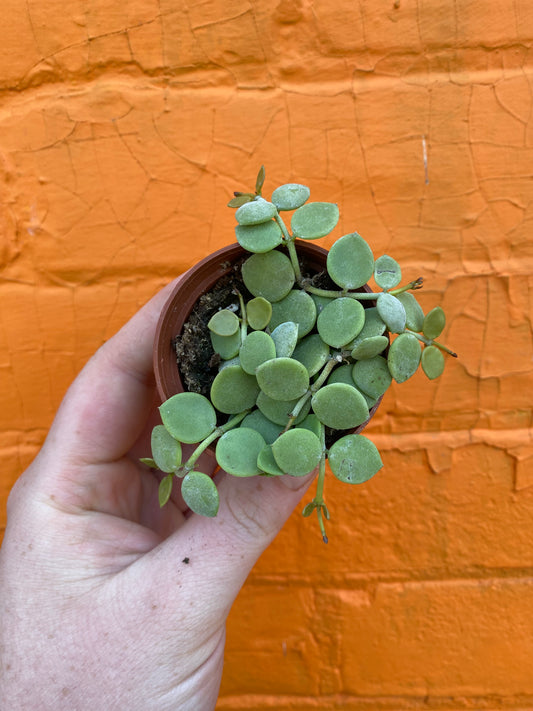 2.5" Dischidia nummilaria