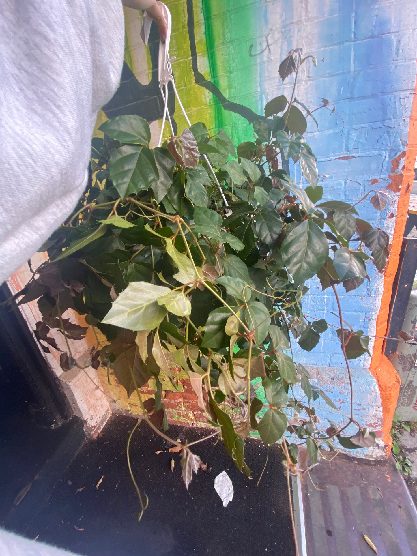 8” Grape Ivy hanging basket