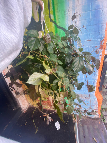 8” Grape Ivy hanging basket