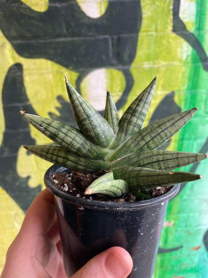 4" Sansevieria Yaya