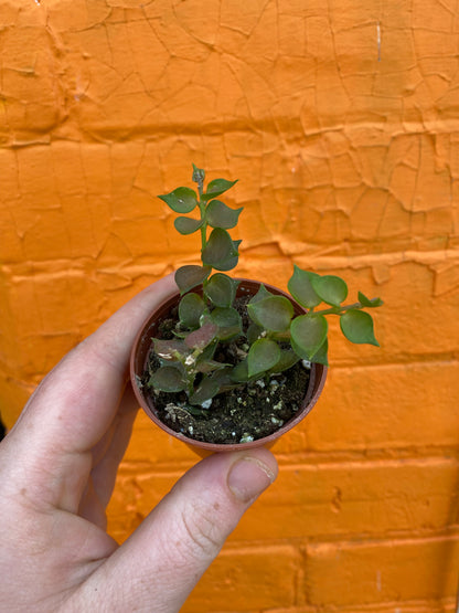 2.5" Dischidia ruscifolia