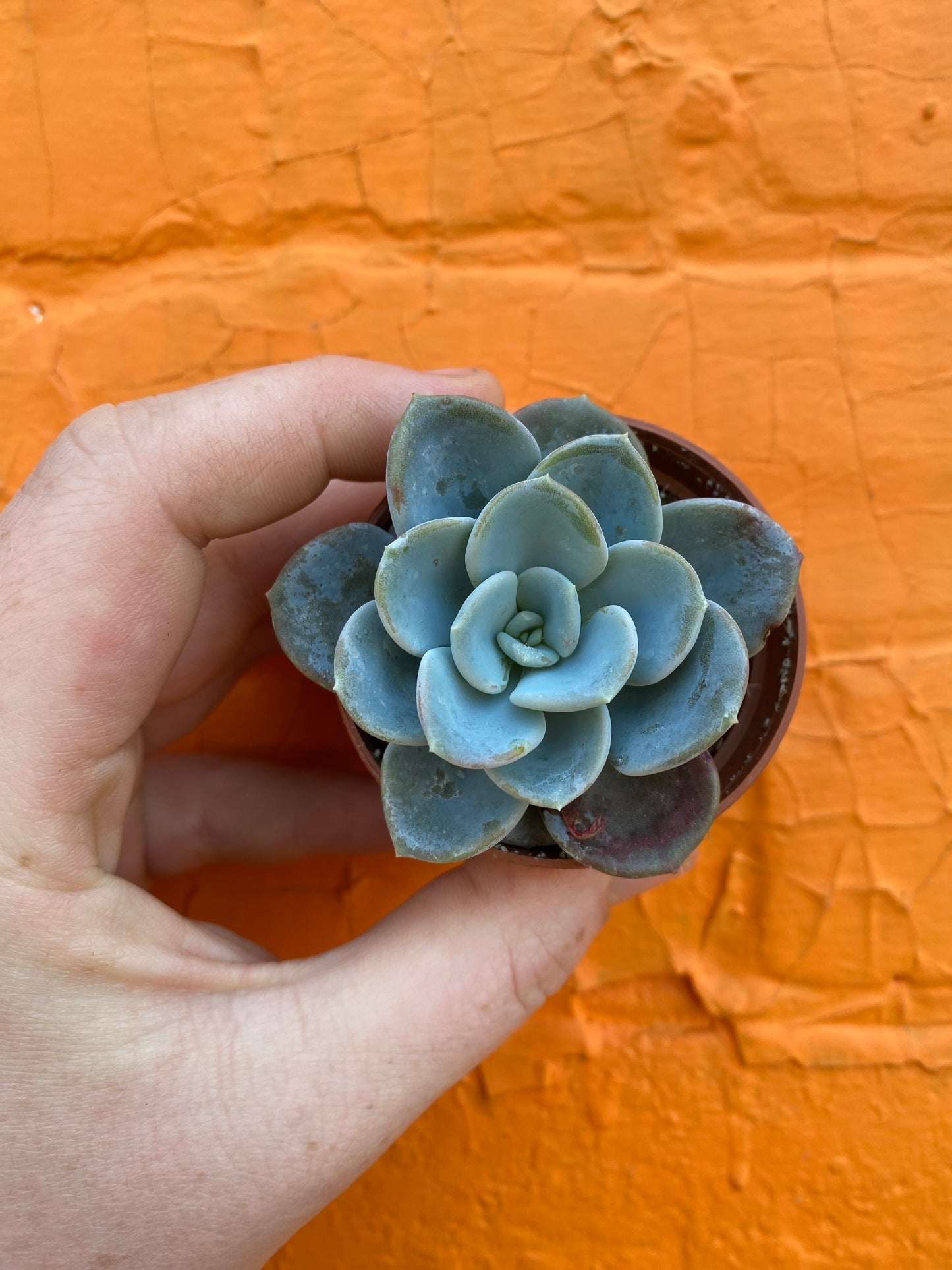 2.5” Pachyveria Orpet