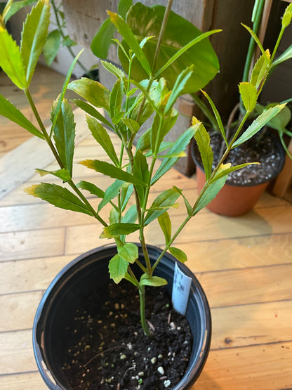 6.5" Obedient Plant | Physostegia Virginiana