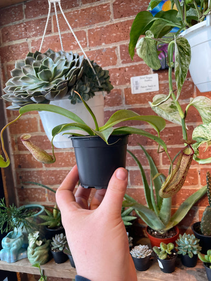 3.25" Nepenthes | Pitcher Plant