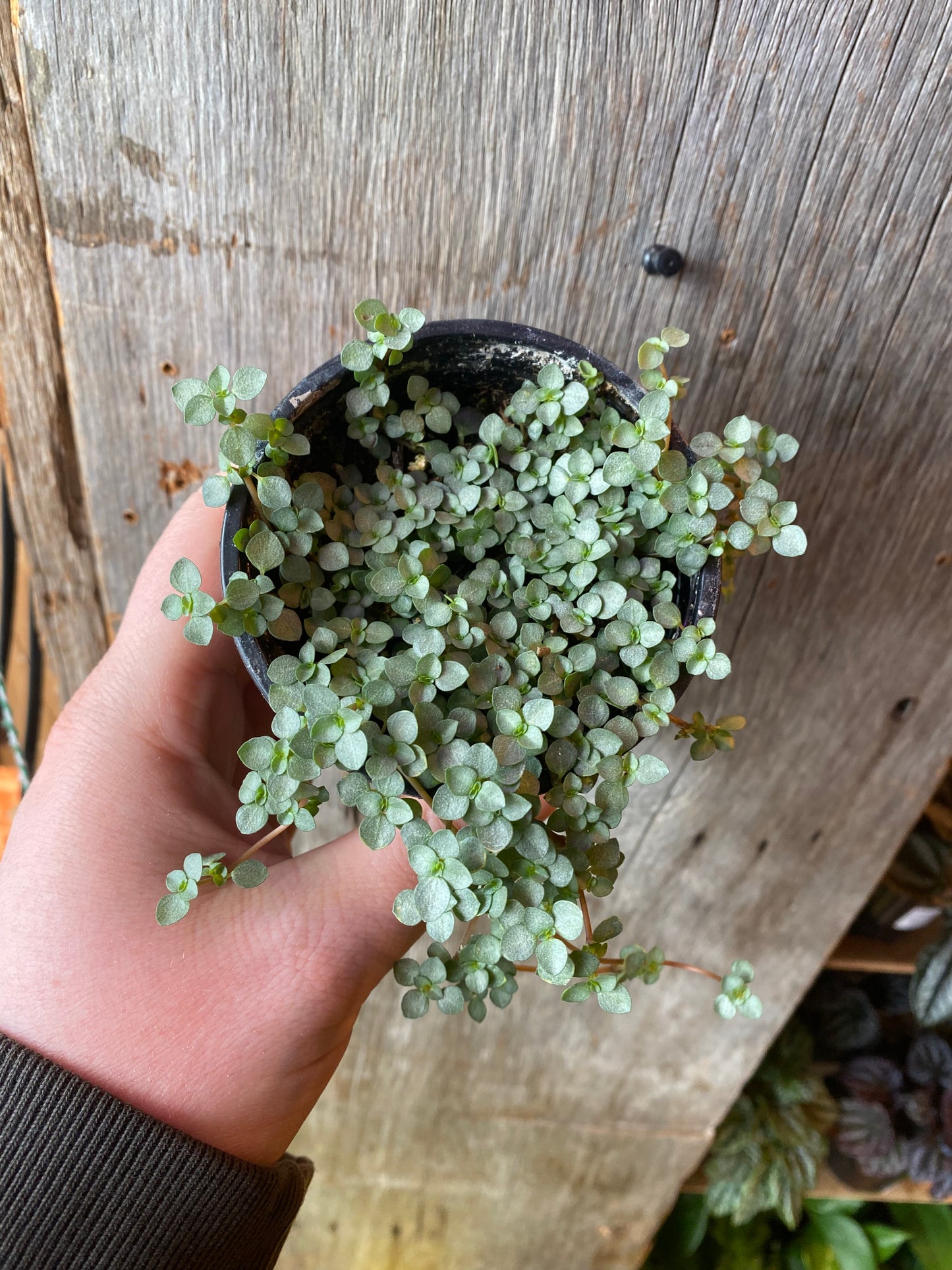 3.5" Pilea Aquamarine